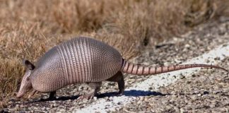 Prohíben la caza, venta y tenencia de animales silvestres