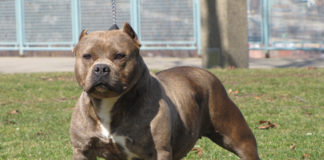 Feroz ataque de un pitbull a un niño en Valle Viejo