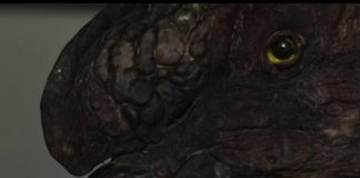 Embalsamaron cóndor encontrado en Paclín