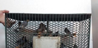 Secuestraron 65 de aves canoras