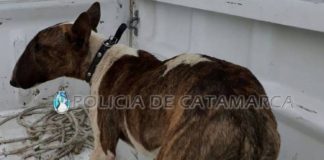 Recuperan un perro de raza sustraído en el norte