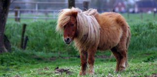 Un empleado municipal de Berazategui abusó de un pony y quedó escrachado
