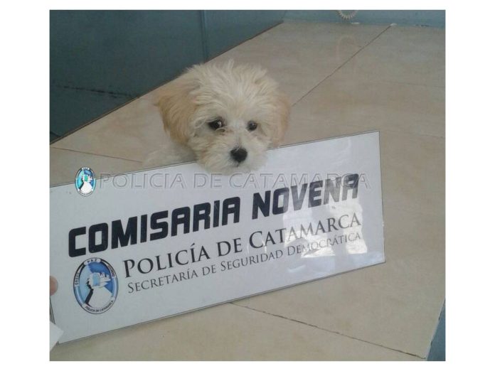 recupero Cria. Novena