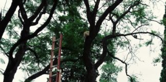 Rescataron a un gatito atrapado en un árbol