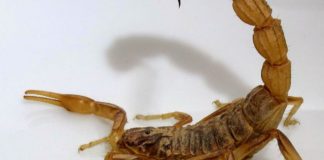 Piden a la comunidad extremar las medidas contra el ataque de alacranes