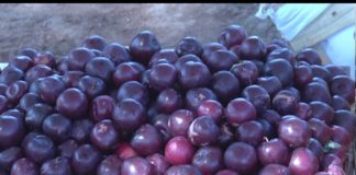 Habilitaron puestos saludables para peregrinos