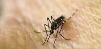 Confirman el primer caso de dengue en 2018
