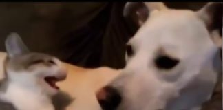 La importancia de desparasitar a perros y gatos