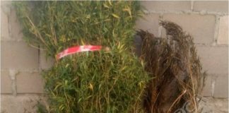 Secuestran una planta y diez plantines de Marihuana en Valle Chico