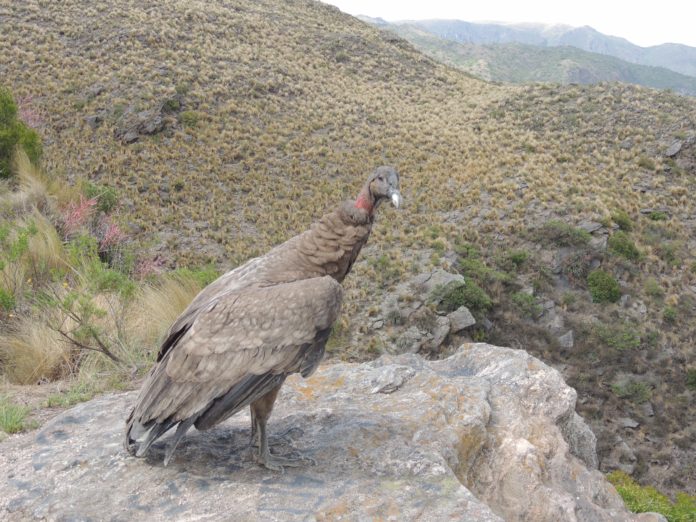 condor 1