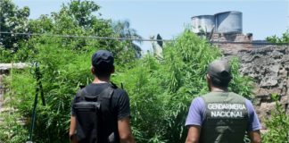 Encontraron dos plantas gigantes de marihuana en el centro