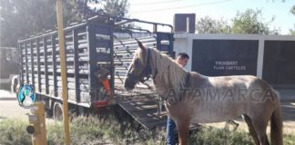 Secuestran un animal equino en la Capital