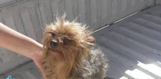 Recuperan un perro de raza sustraído en Fray Mamerto Esquiú