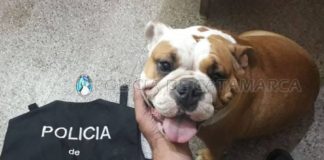 Recuperan un perro de raza sustraído en Valle Viejo