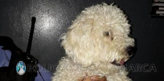 Encuentran un perro de raza en la zona norte de la Capital
