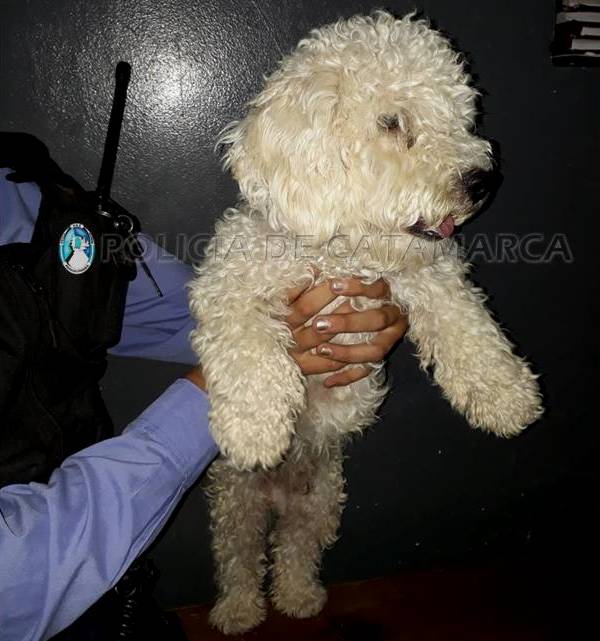 caniche cria 8