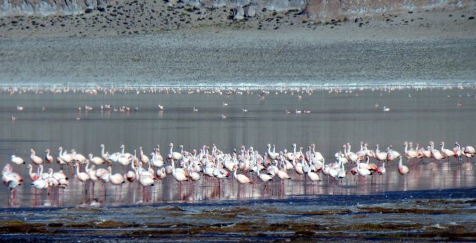 parinas chicas en Laguna Grande