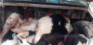 Tinogasta: secuestran animales faenados y un arma