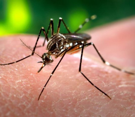 Actualización epidemiológica Semanal – Dengue y Chikungunya