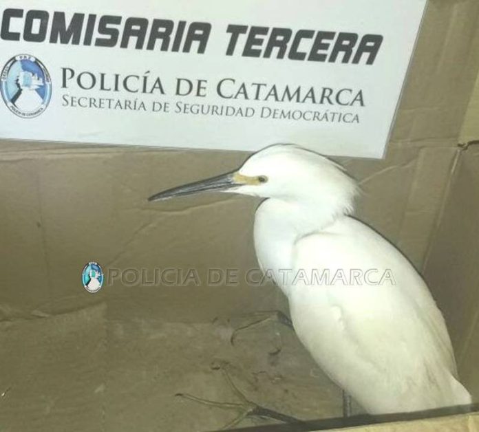 Secuestro Cria Tercera 1