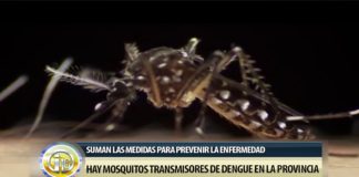 Hay mosquitos transmisores de dengue en la provincia