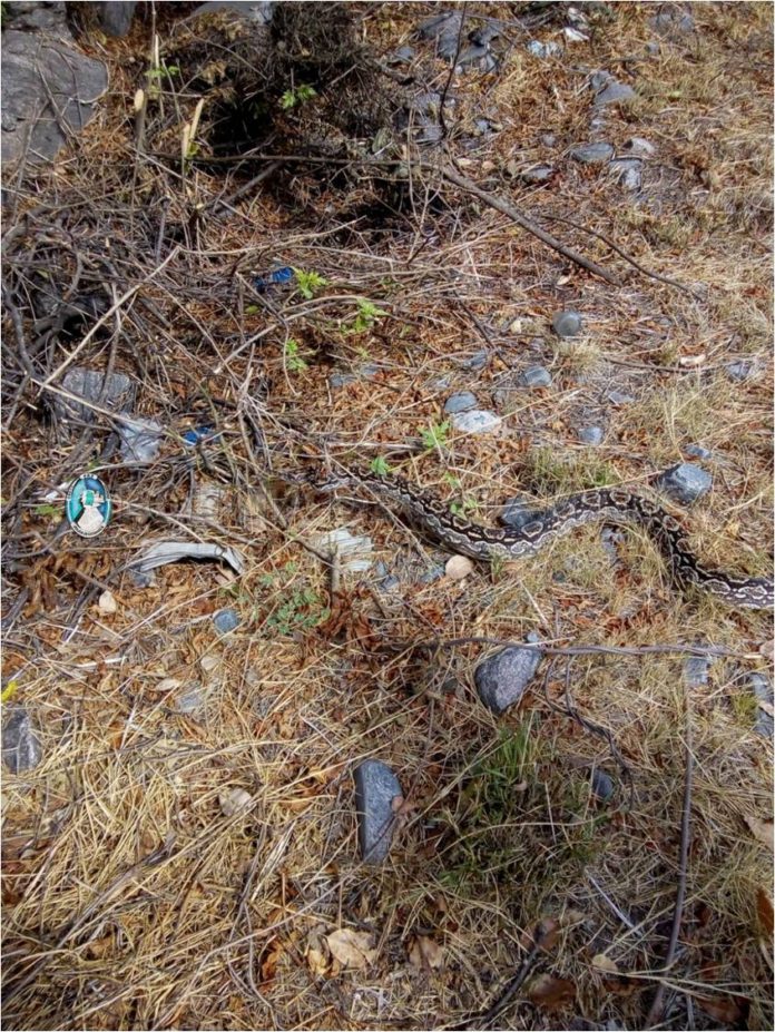 serpiente