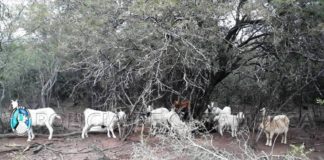 El Alto: esclarecen robo de animales y aprehenden a un joven