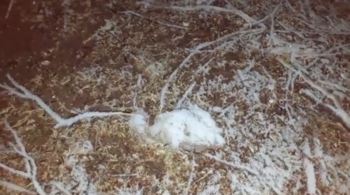 nIEVE