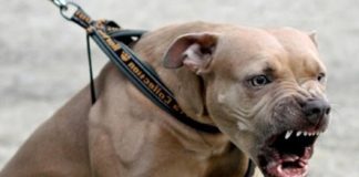 Sanción definitiva a la normativa para la tenencia de perros potencialmente peligrosos