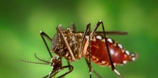 Control focal para evitar el Dengue en la zona norte de la ciudad Capita