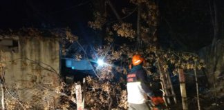 Cayeron árboles por el fuerte viento y rige alerta