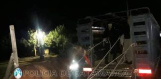 Secuestran animales sueltos en Valle Viejo y Ambato