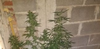 Secuestran cocaína, marihuana y detienen a una persona en un operativo en Belén