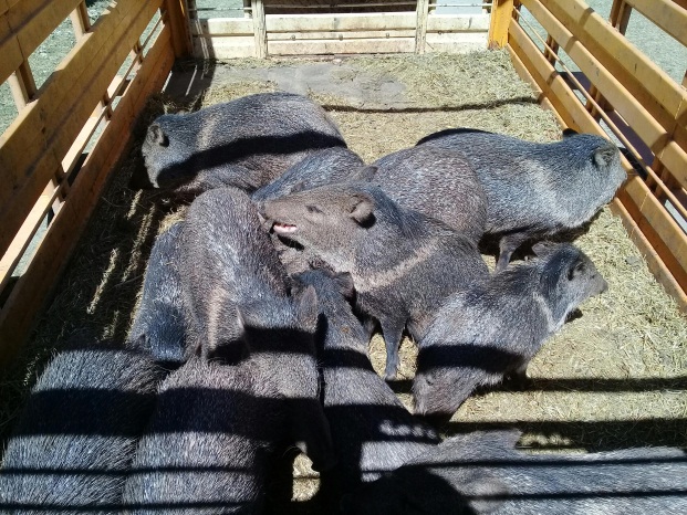 chancho del monte (Pecari de collar)