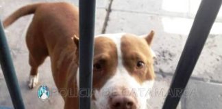 Secuestran un Pitbull que se metió en una escuela