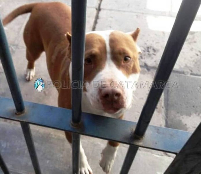 Cria Novena Perro