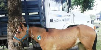 Secuestran animales sueltos en Paclín y en la Capital