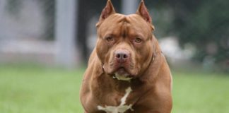 Un niño fue mordido por un Pitbull en Valle Chico