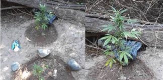 Encuentran plantas de Marihuana en Belén