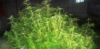 Secuestran una planta de marihuana en el sur de la Capital