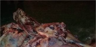 Secuestran carne vacuna en Paclín