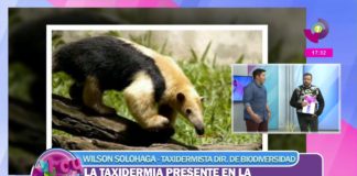 Taxidermia