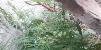 Santa Rosa: secuestran plantas de marihuana y un arma de fuego