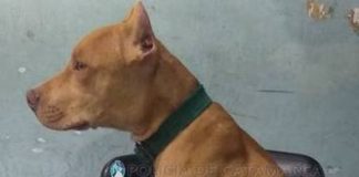 Encuentran un Pitbull robado en Valle Viejo