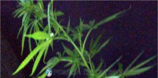 Secuestran una plantas de Marihuana en Valle Viejo