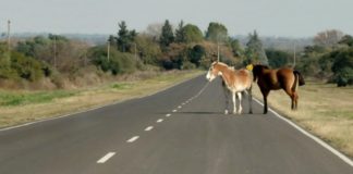 Volcó el acoplado de un camión en Capayán