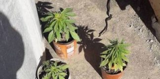 Secuestran plantines de Marihuana en Valle Viejo
