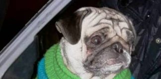Tras un registro domiciliario recuperan un perro de raza robado