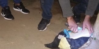 Valle Viejo: en un importante operativo secuestran gran cantidad de ‘Alita de Mosca’