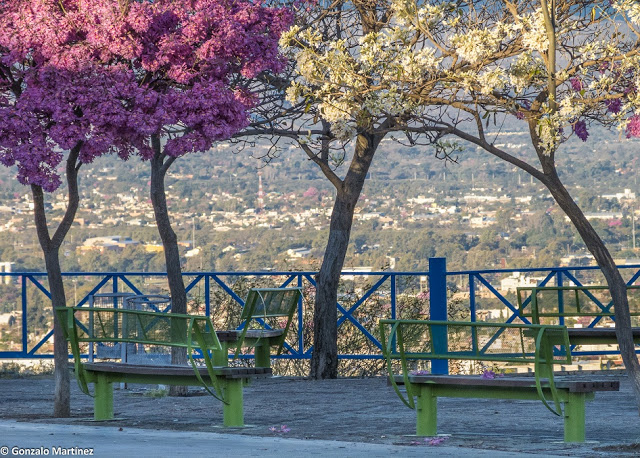 Primavera